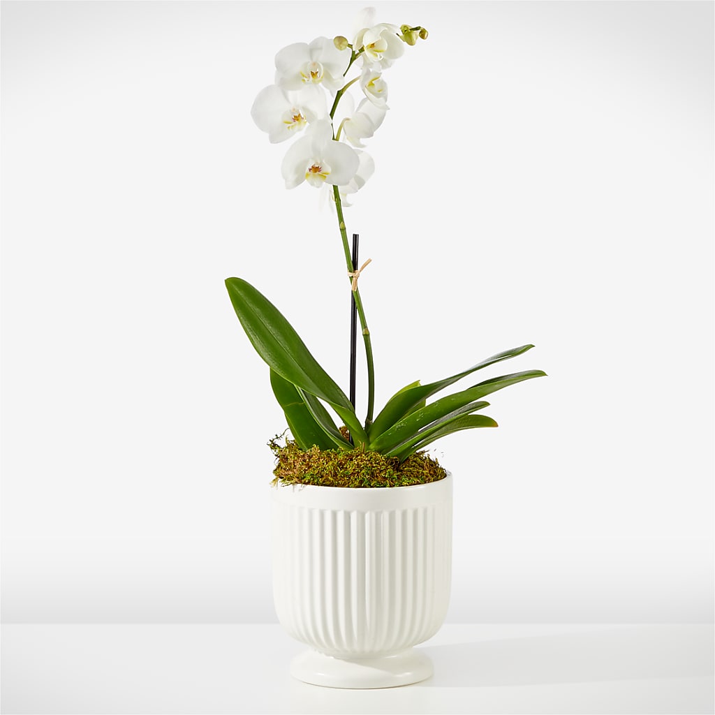 Whispering White Orchid – HONEY BEES FLORAL & MORE, Lucedale MS