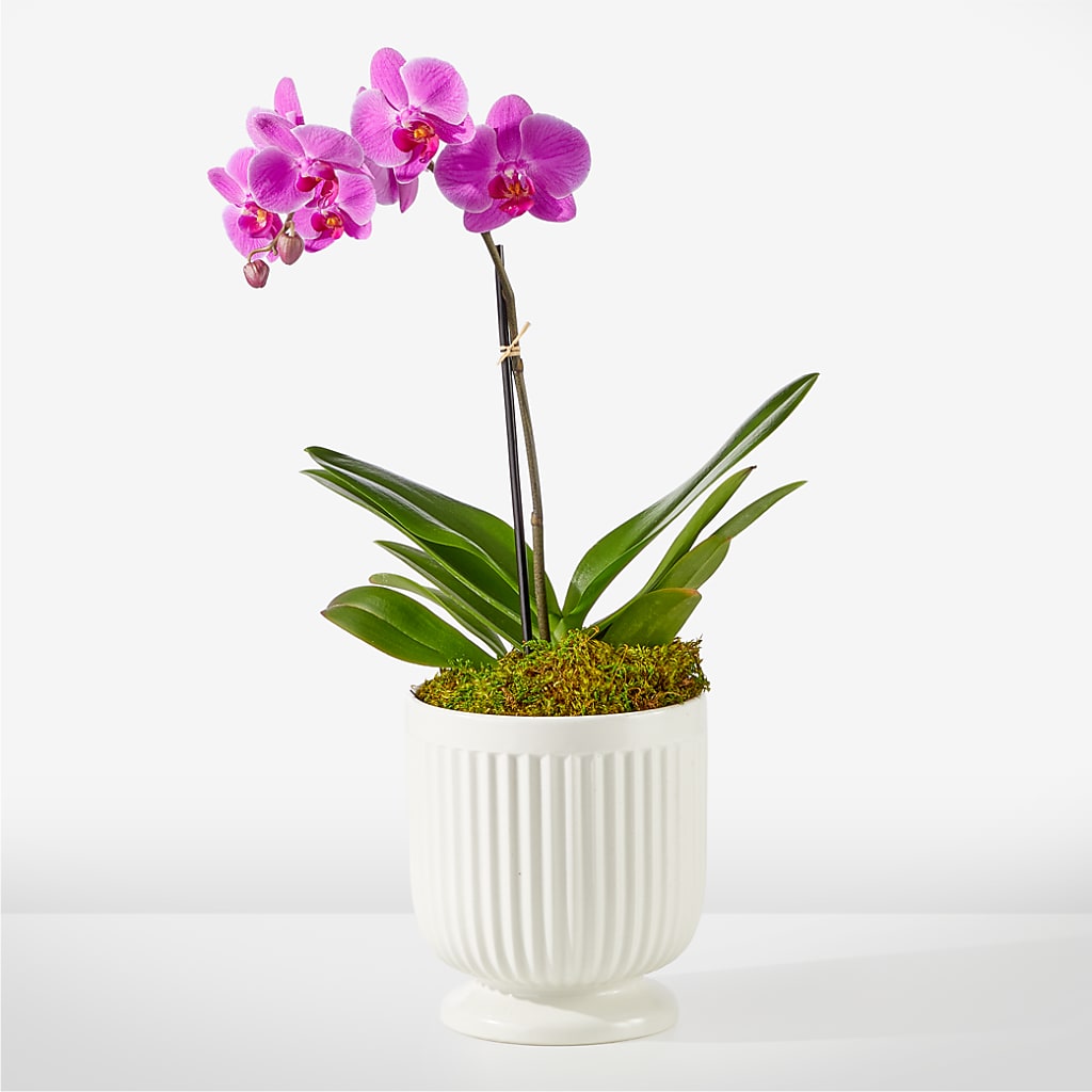 Friendly Fuchsia Orchid – HONEY BEES FLORAL & MORE, Lucedale MS