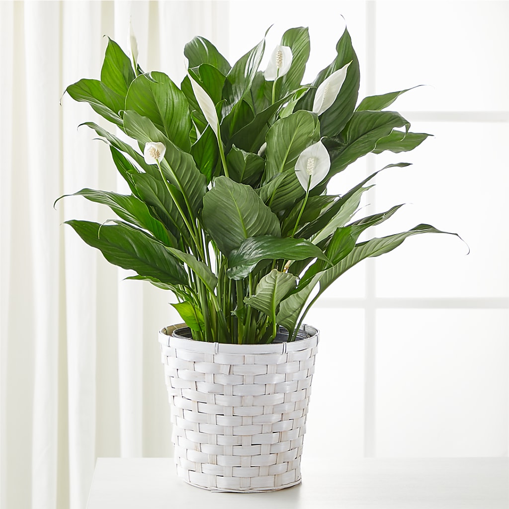 A New Leaf Peace Lily – HONEY BEES FLORAL & MORE, Lucedale MS