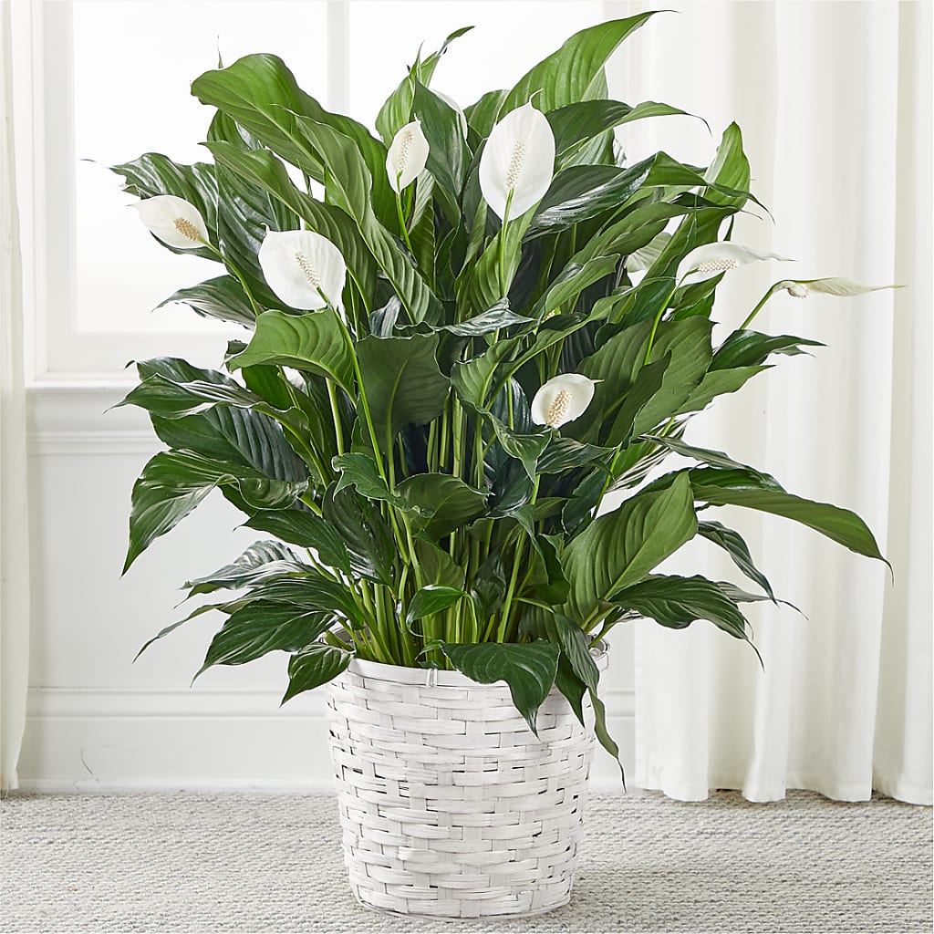 A New Leaf Peace Lily – HONEY BEES FLORAL & MORE, Lucedale MS