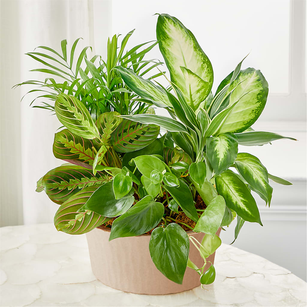 Balance & Harmony Dishgarden – HONEY BEES FLORAL & MORE, Lucedale MS
