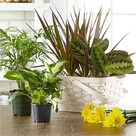 Florist Designed Blooming and Green Plants in a Basket – HONEY BEES FLORAL & MORE, Lucedale MS