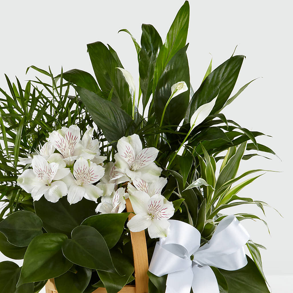 Peace & Serenity Dishgarden – HONEY BEES FLORAL & MORE, Lucedale MS