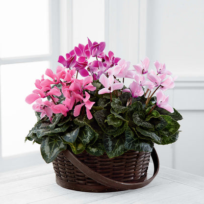 Mixed Cyclamen Planter – HONEY BEES FLORAL & MORE, Lucedale MS