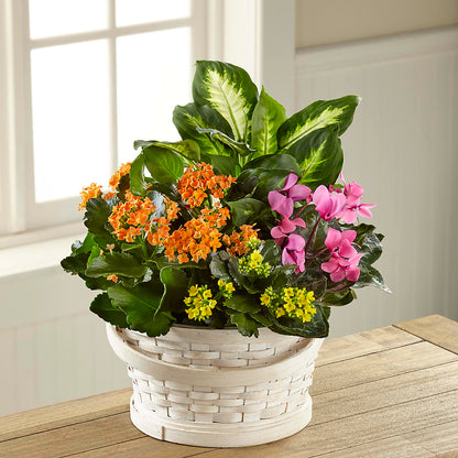 Color Crush Dishgarden – HONEY BEES FLORAL & MORE, Lucedale MS