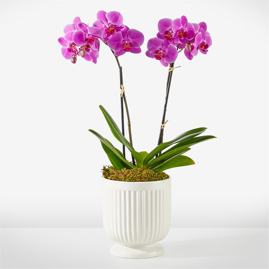 Friendly Fuchsia Orchid
