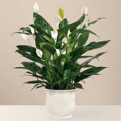 Comfort Planter – HONEY BEES FLORAL & MORE, Lucedale MS