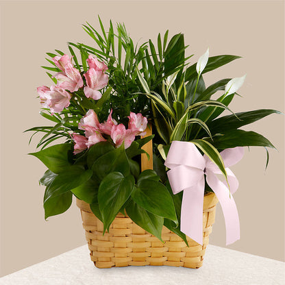 Living Spirit Dishgarden – HONEY BEES FLORAL & MORE, Lucedale MS