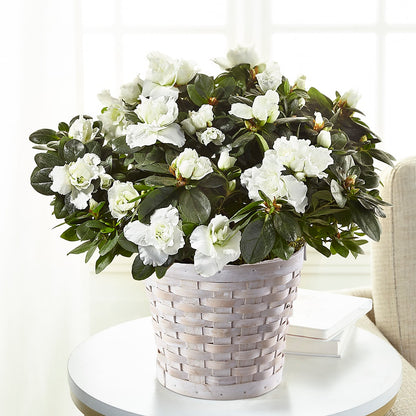 White Azalea Plant – HONEY BEES FLORAL & MORE, Lucedale MS