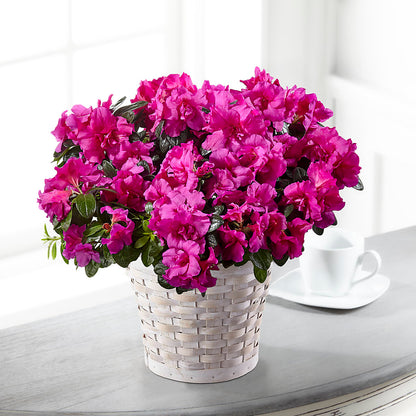 Hope & Serenity Azalea Plant – HONEY BEES FLORAL & MORE, Lucedale MS