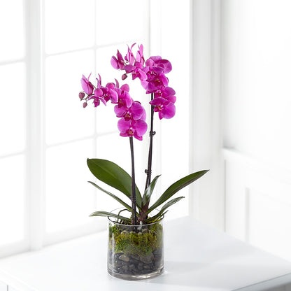 Pink Orchid Plant – HONEY BEES FLORAL & MORE, Lucedale MS