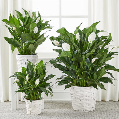 A New Leaf Peace Lily – HONEY BEES FLORAL & MORE, Lucedale MS