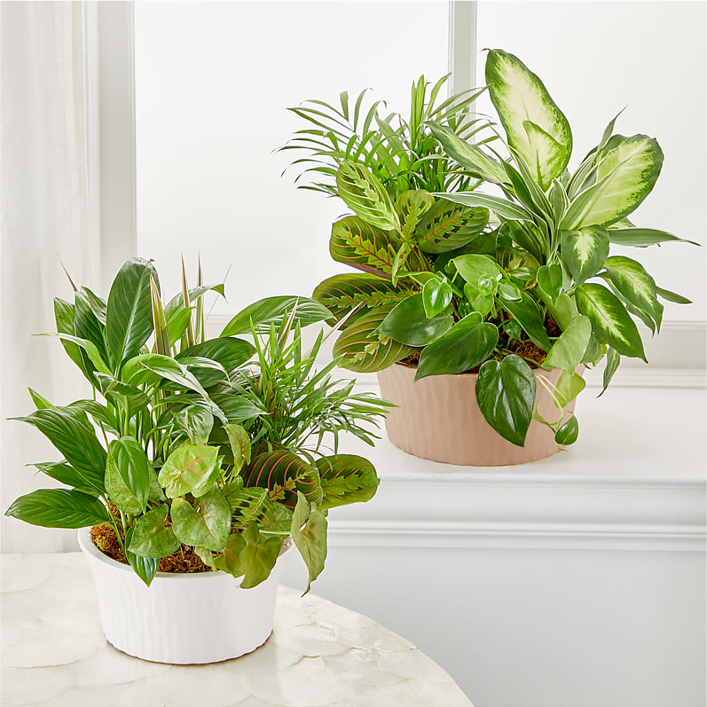 Balance & Harmony Dishgarden – HONEY BEES FLORAL & MORE, Lucedale MS
