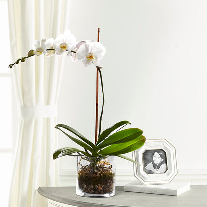 White Orchid Planter – HONEY BEES FLORAL & MORE, Lucedale MS